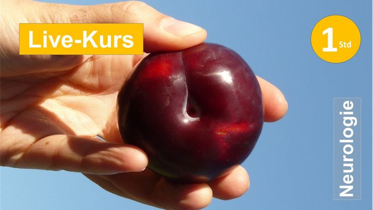 Grasping/ Fingerspitzengreifen in der Neuroreha  Neurolog Reha Spastik Extremität Hemiparese plegie Schlaganfall Schmerz Kraftdosierung Training Betätigung Ergo Physio Praxis Klinik Evidenz Funktion Therapie Kognition Hand Arm Scapula Bobath PNF Panat