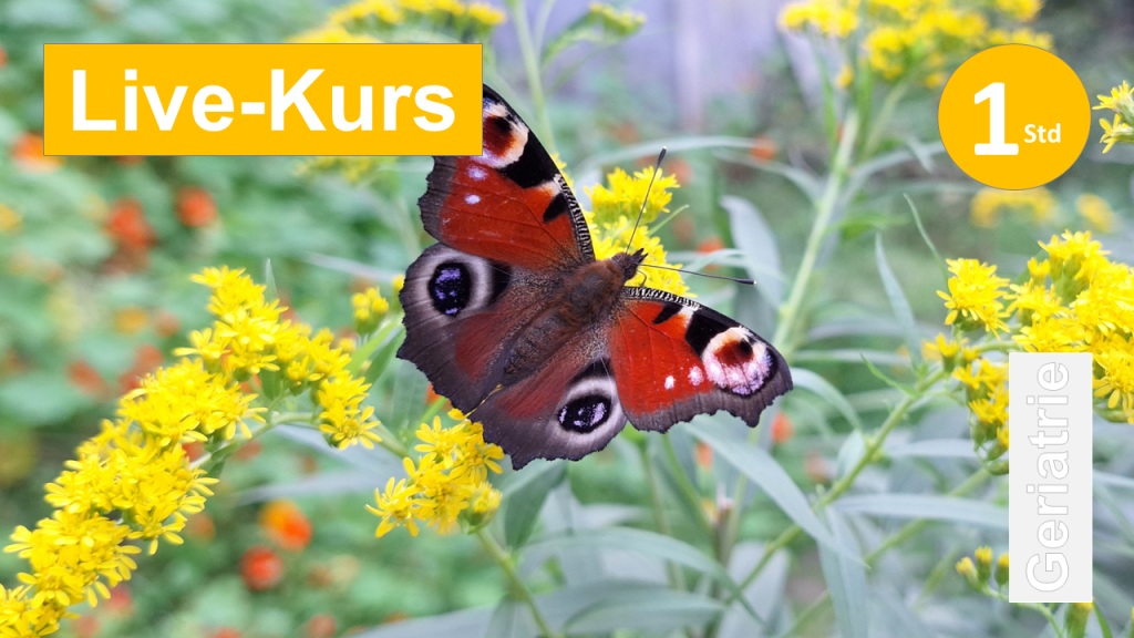Sie sehen einen Schmetterling in einem gelben Blütenmeer, als Assoziation zum Webseminar über Ergotherapie zum Betätigungsanliegen Garten und der Wirkung in der Geriatrie und allen Fachbereichen in der Klinik + Praxis